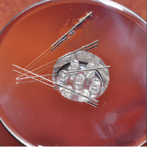 Needle for cleaning the extruder nozzle